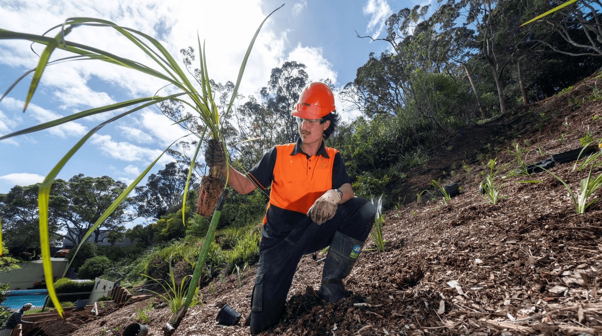Native plants have been planted above a 26 metre watermainv1.png