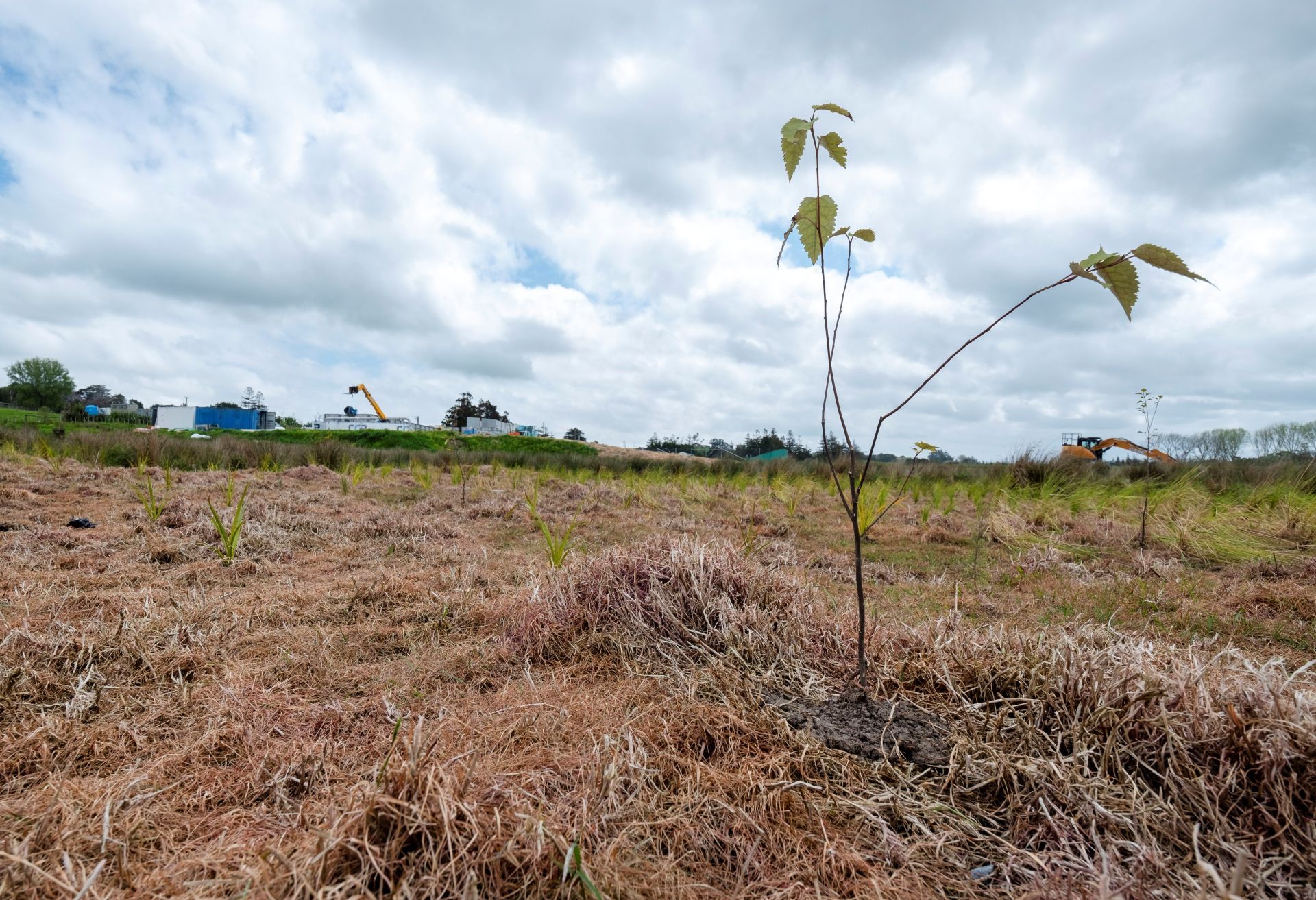 Watercare is restoring the surrounding wetland with native plants. .jpg