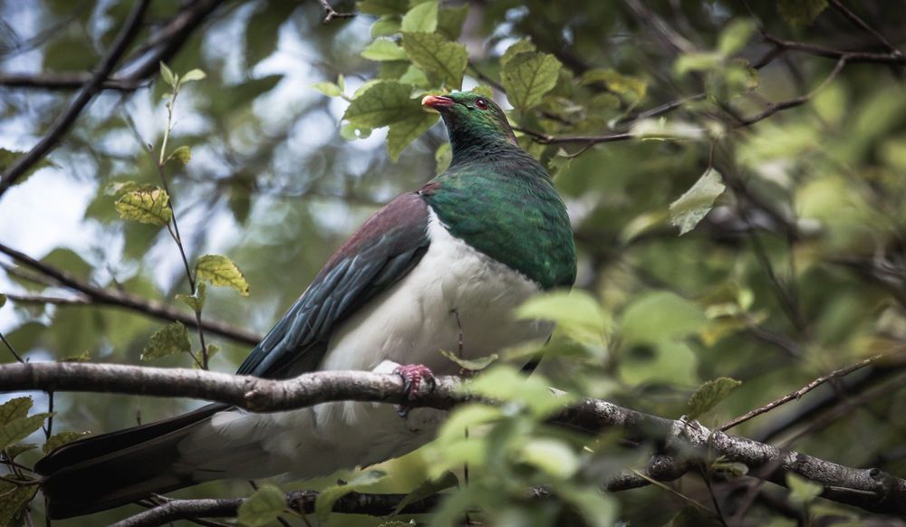 Kereru in tree.