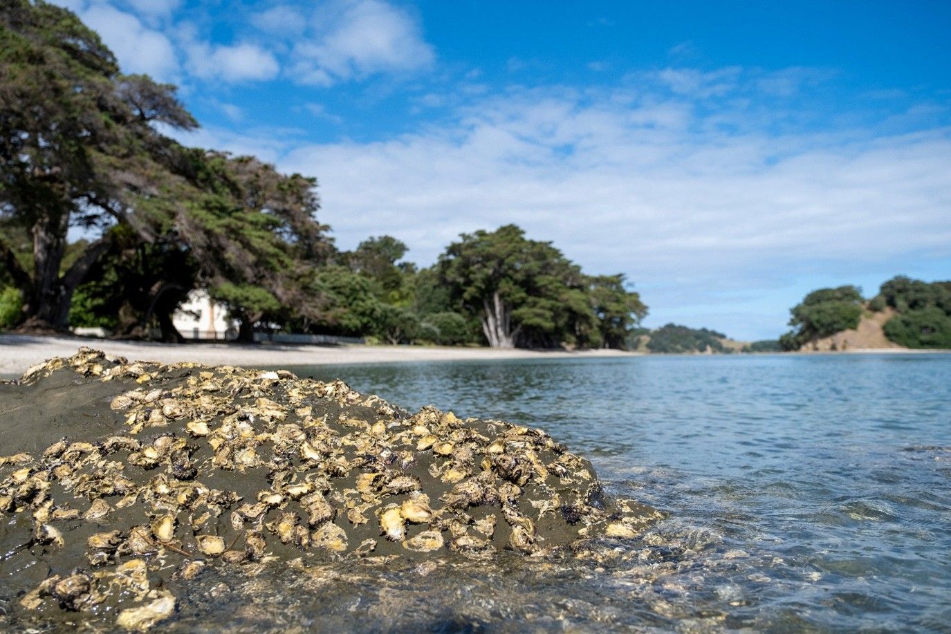 Photo of Onehunga Bay